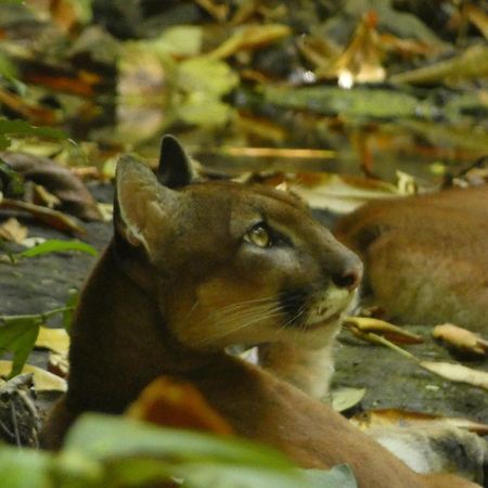 Corcovado Wilderness Lodge By Scp San Pedrillo Εξωτερικό φωτογραφία