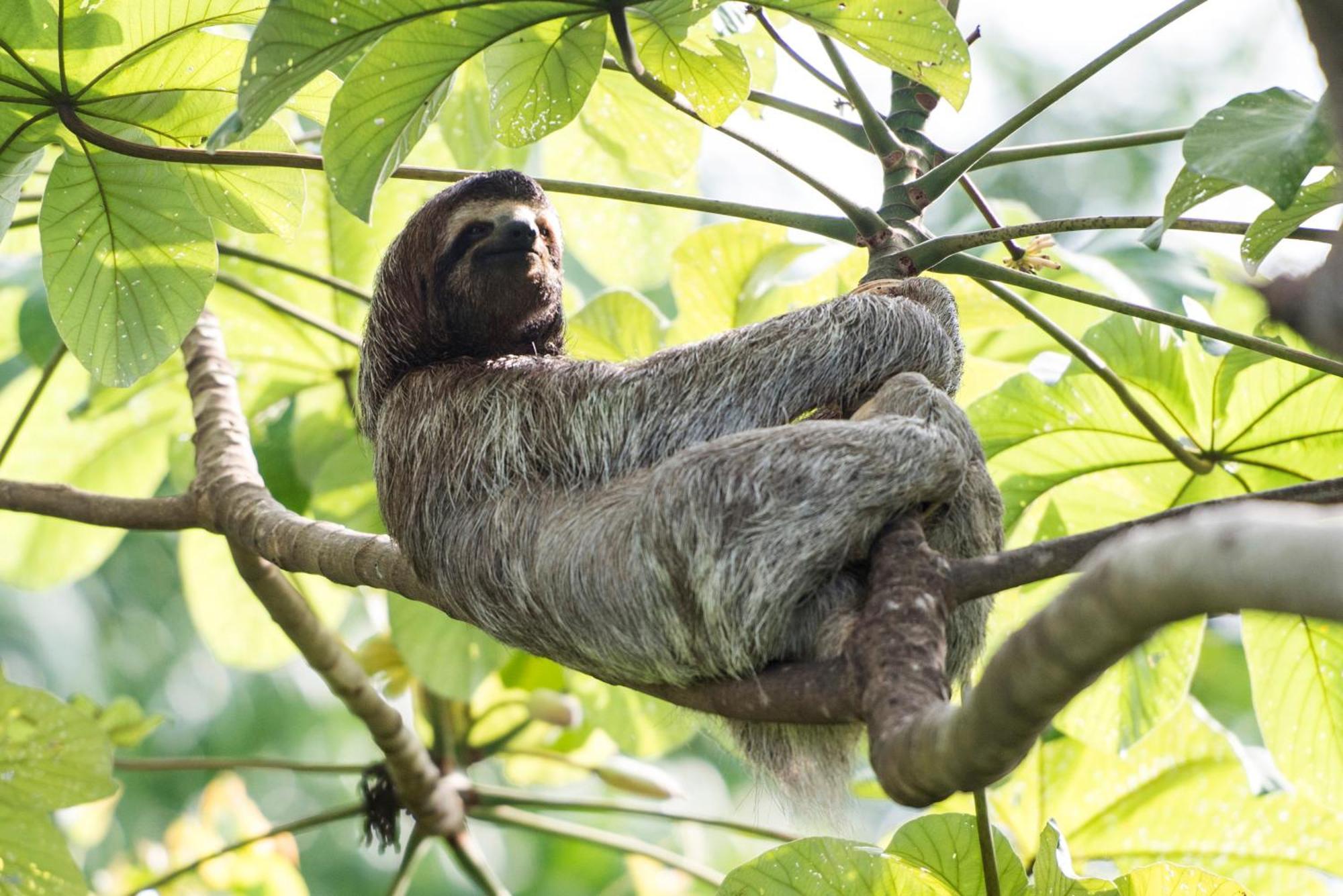 Corcovado Wilderness Lodge By Scp San Pedrillo Εξωτερικό φωτογραφία
