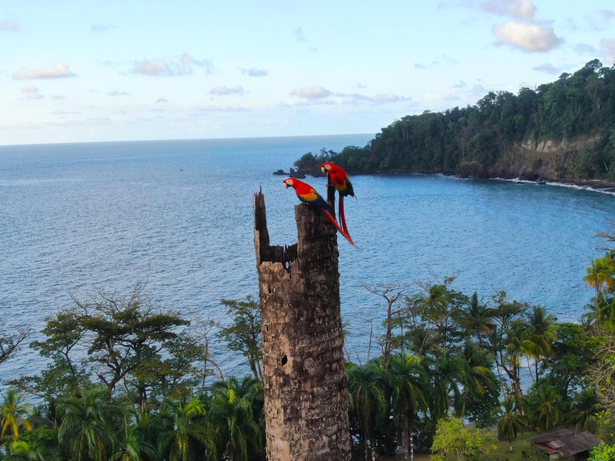 Corcovado Wilderness Lodge By Scp San Pedrillo Εξωτερικό φωτογραφία